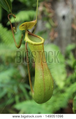 monkey cups or nepenthes or tropical pitcher plants