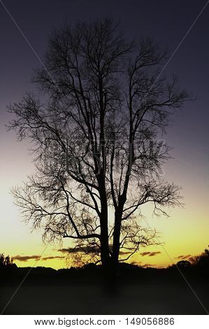 A large tree back light in relief in winter in the late evening