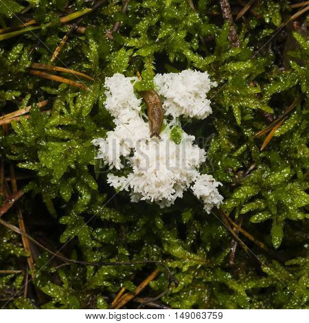 brown slug on white slime mold in moss close-up selective focus shallow DOF