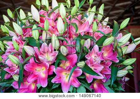 Huge pink lilies bouquet in a vase green leaves