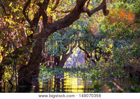 Flooded trees in mangrove rain forest. Kampong Phluk village. Cambodia 