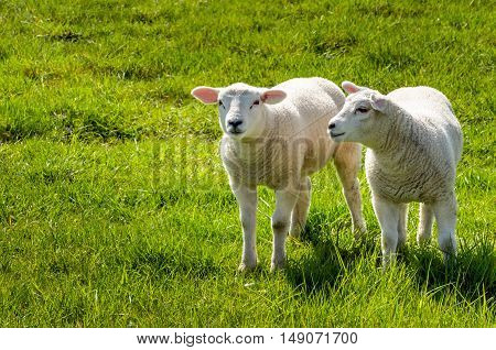Two innocent looking little lambs standing in the fresh green grass. It is spring and life begins now.