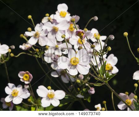 Japanese Anemone Anemone hupehensis flowers at flowerbed close-up selective focus shallow DOF