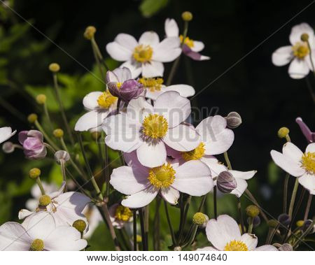 Japanese Anemone Anemone hupehensis flowers at flowerbed close-up selective focus shallow DOF