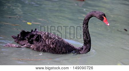 Black Swan With A Long Neck And Red Beak