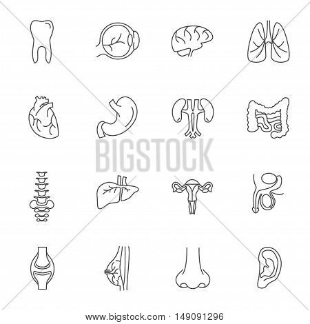 Human Organs Thin Lines Icon Set. Vector illustration