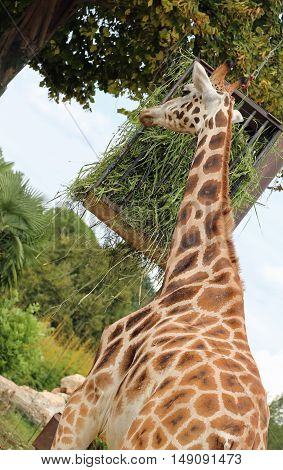 Tall Giraffe With A Long Neck Eats