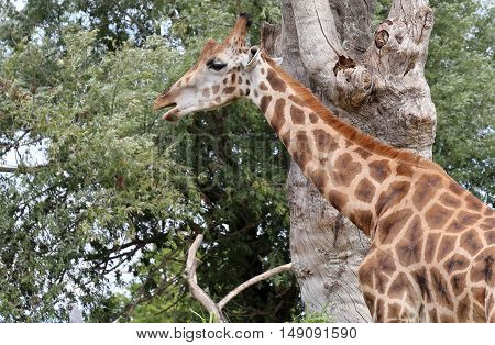 Giraffe With A Long Neck Eats The Leaves