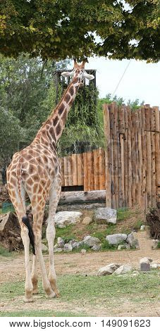 Giraffe With A Long Neck Eats
