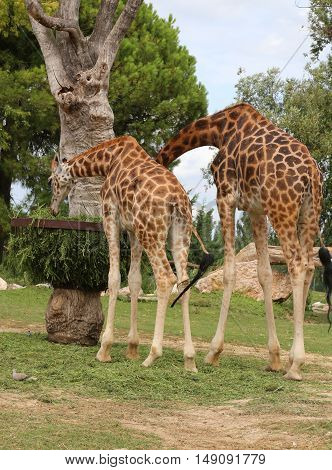 Two African Giraffes With Long Neck Eats