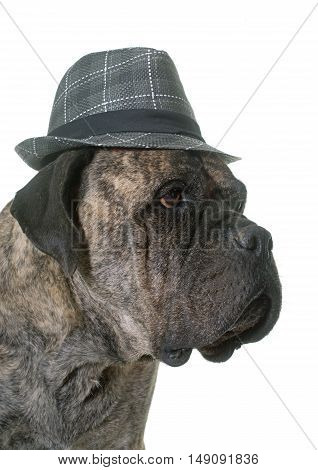 bull mastiff in front of white background