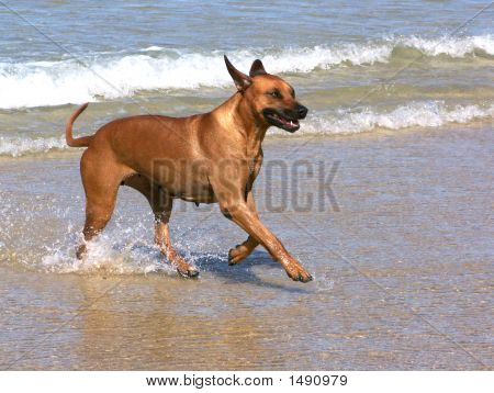 Ridgeback