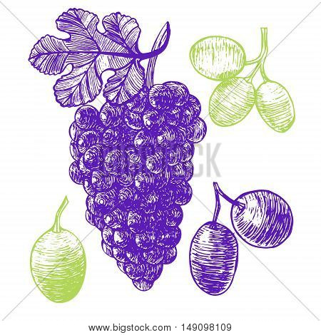 Grape Hand Draw Sketch. Vintage Style Food Design. Vector illustration