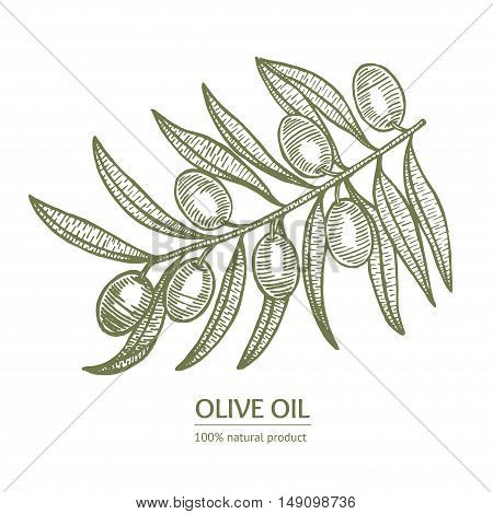 Olive Branch Hand Draw Sketch for Cards, Posters. Vector illustration