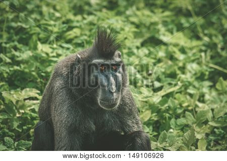 Macaca Nigra Monkey Sitting In Green
