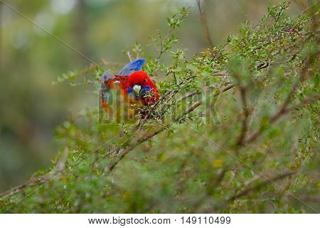 Parrot crimson rosella