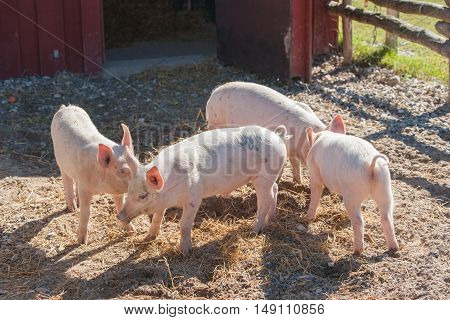 Cute Pink Piglets In A Pigsty