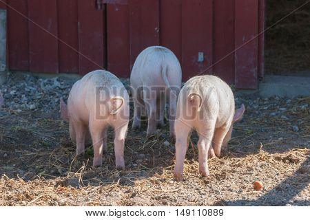 Tree Little Pigs With Curly Tails