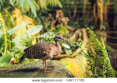 Sunbittern Bird Standing On A Rock