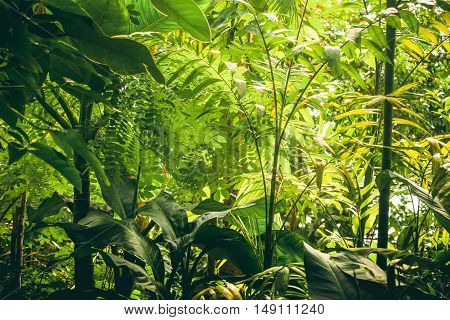 Tropical Vegetation With Green Plants And Trees