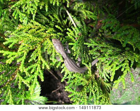 Little green lizard Reptilia in summer garden