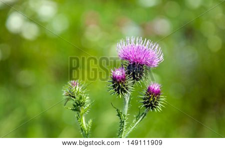 Closeup of a violet flowering welted thistle or Carduus crispus plant in its own natural habitat on a sunny day in the summer season..