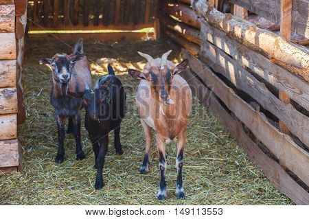 Three young goat walking in the wooden paddock for the goats on the farm for animals. Breeding livestock.