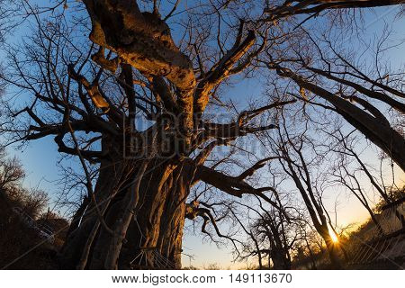 Huge Baobab plant in the african savannah with clear blue sky and sun star at sunset. Fisheye view from below. Botswana one of the most attractive travel destination in Africa.