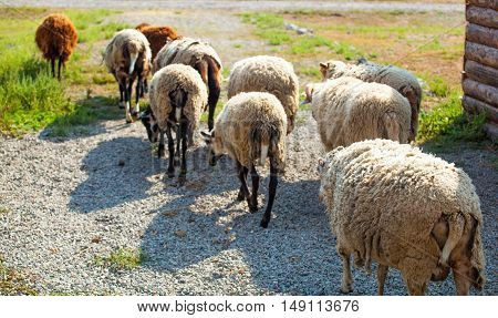 In the morning a flock of sheep out of corral for the cattle in the pasture.Breeding animals on the farm.