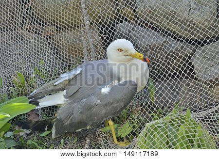 A close up of the seagull (Larus crassirostris).