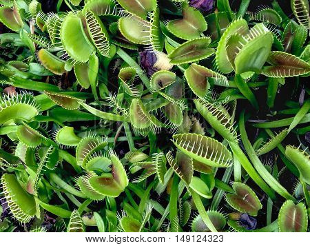 carnivorous venus fly trap plant eating bugs