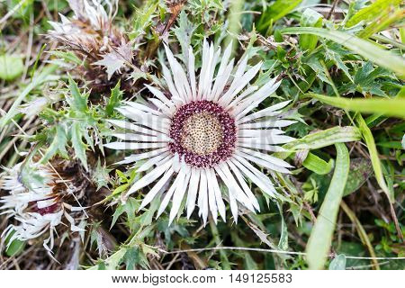 Stemless flower plant Carlina acaulis blooming in grass