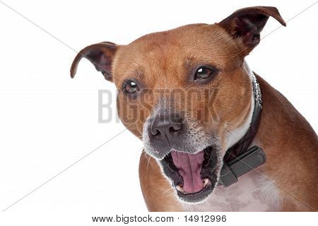 Engelsk Staffordshire bullterrier