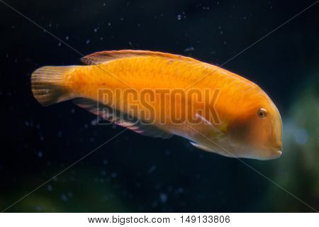 Pearly razorfish (Xyrichtys novacula), also known as the cleaver wrasse.