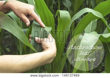Examining corn leaf on field. Anthracnose leaf disease.