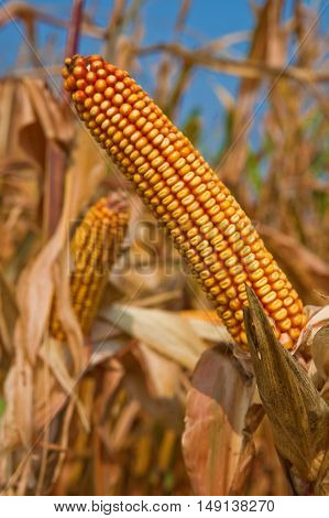 Corn cob at the field before harvest in the summer day.