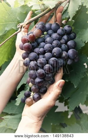 Fresh tasty ripe grapes in the vineyard