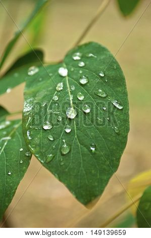 Green leaf and water drops on it shallow depth of field.