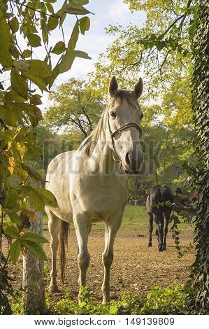 Beautiful white horse waits in rural paddock.