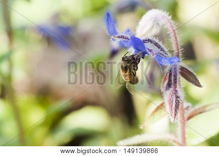 a honey bee pollinating a blue starflower