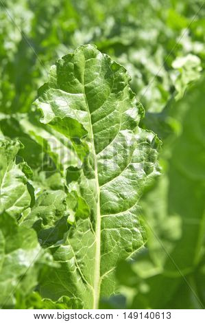 A young sugar beet crop in a field
