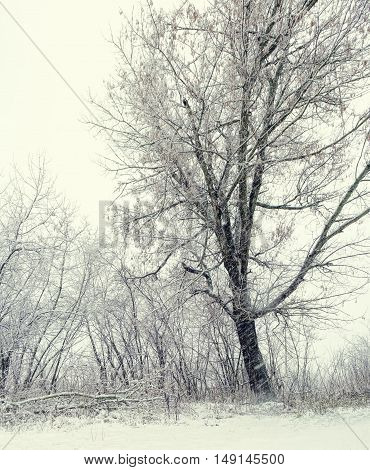Majestic landscape with fog during a snowfall. Dramatic and picturesque wintry scene. Winter forest with snow on trees and floor