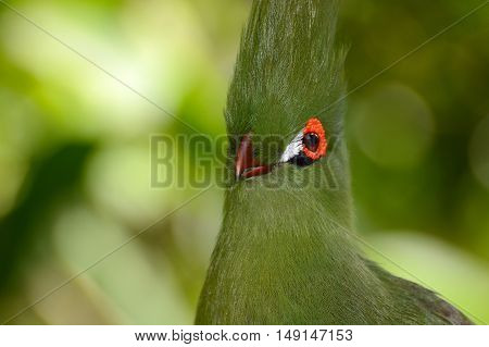 Close head shot of a Guinea turaco, scientific name Tauraco persa