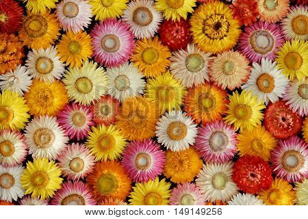 Colourful Mosaic of dried Straw Flowers ( Helichrysum bracteatum )