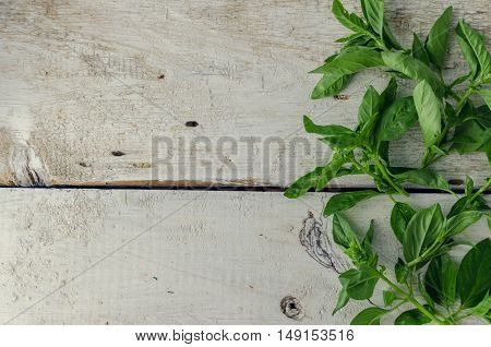 Basil background. Large green aromatic Mediterranean basil leaves on white wooden background with place for text. Bunch fresh basil on a wooden background. Aromatic spice. Copy space.