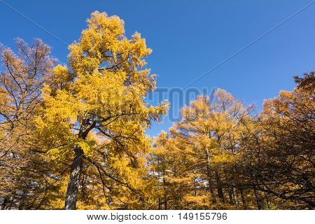 Autumn larch forest under blue sky in Okunikko, Tochigi