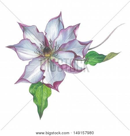 Wildflower clematis flower in a watercolor style isolated. Full name of the plant: clematis, wisteria, rhododendron. Aquarelle flower could be used for background, texture, pattern, frame or border.