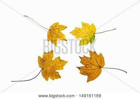 collection beautiful colorful autumn leaves isolated on white