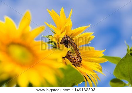 Healthy  Helianthus Annuus