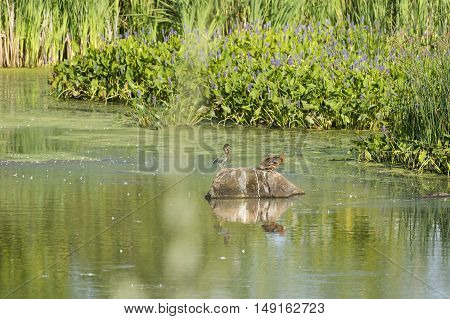 Green Heron intimidates mallard hen into abandoning comfortable perch